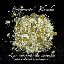H- Fleurs de Marguerite Blanche (Amour & Désir Sexuel)